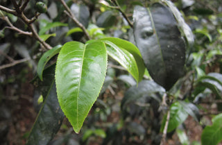 Pre-sale 2024 Yunnan teas