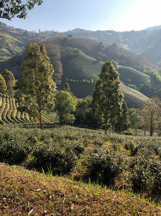 Thai teaselection