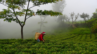 Nepali fresh teas 2017, from the best tea stock exchange