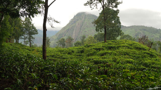 Sri Lanka – Misty mountains, honest smiles