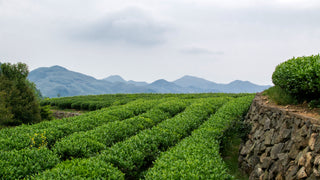 Tie Guan Yin