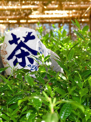 Shincha Saemidori 2023 No.353