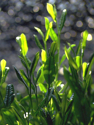 Gyokuro Aracha Samidori Uji 2023 No.356