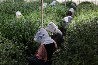 People working in a tea field wearing head coverings, picking tea leaves