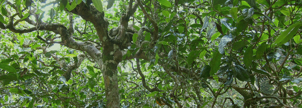 The ancient tea trees