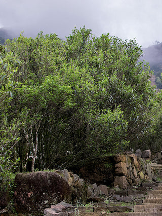 Wudong Milan Xiang 2023 No.515